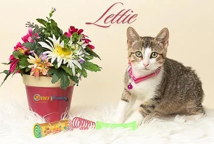 Lettie