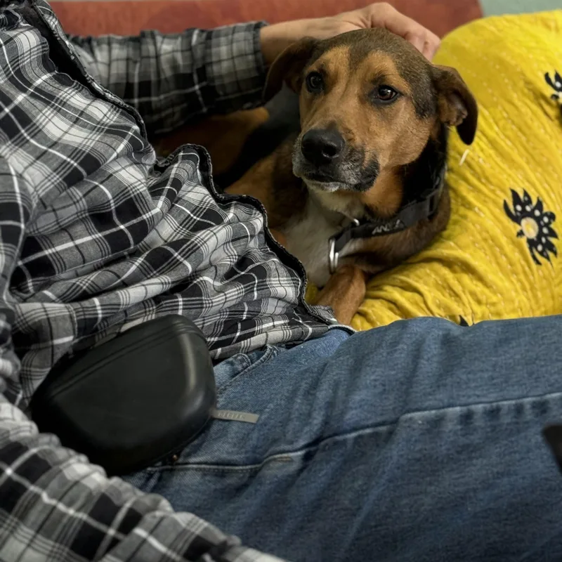 Oscar: Loyal Heart  thumbnail 2