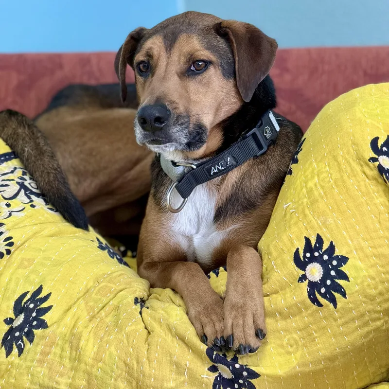 Oscar: Loyal Heart  thumbnail 3