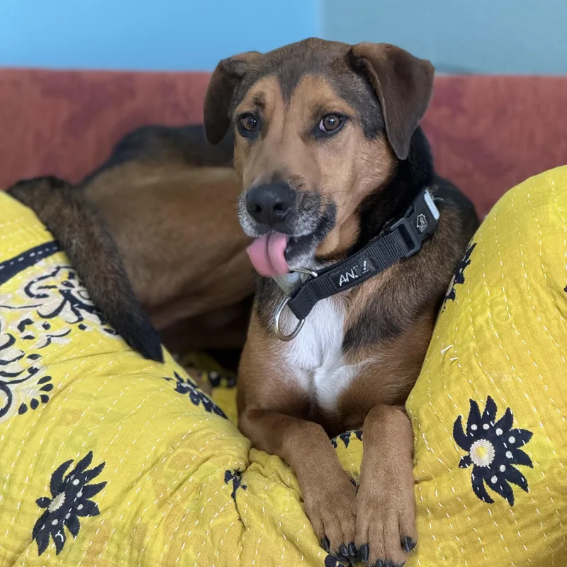 Oscar: Loyal Heart  thumbnail 4