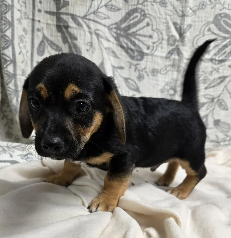Jack The Dachshund Mix