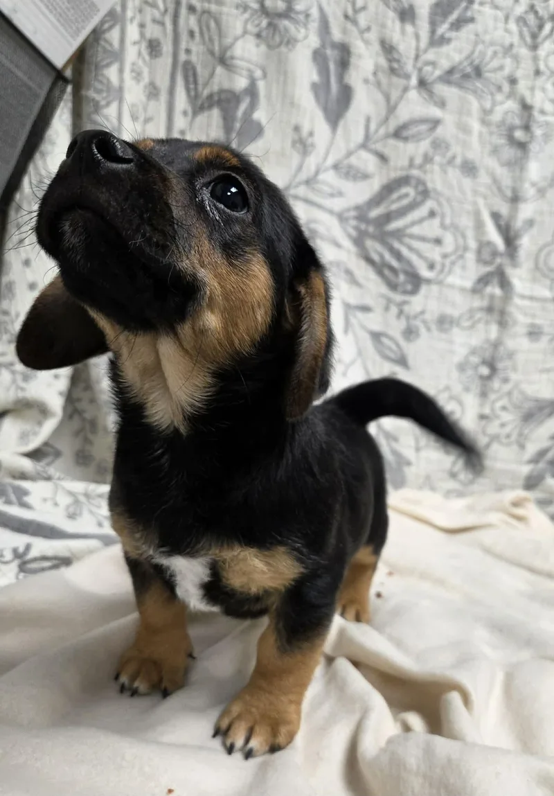 Jack The Dachshund Mix thumbnail 6