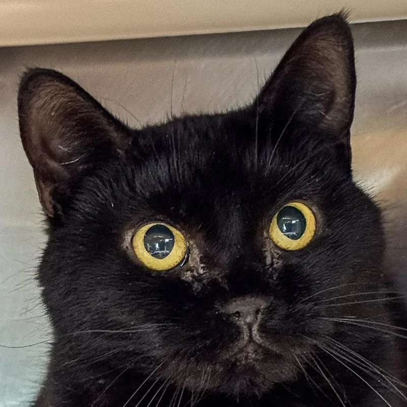 Tiana Bonded W Merida thumbnail 2