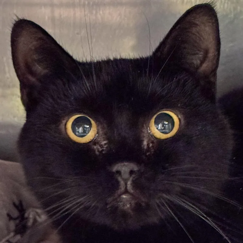 Tiana Bonded W Merida thumbnail 3