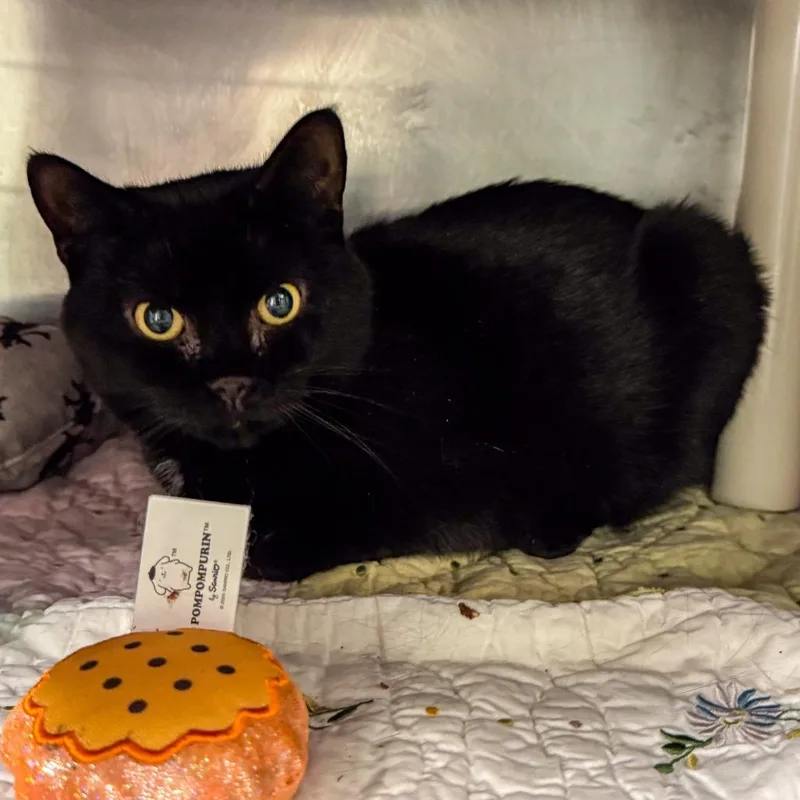 Tiana Bonded W Merida thumbnail 4