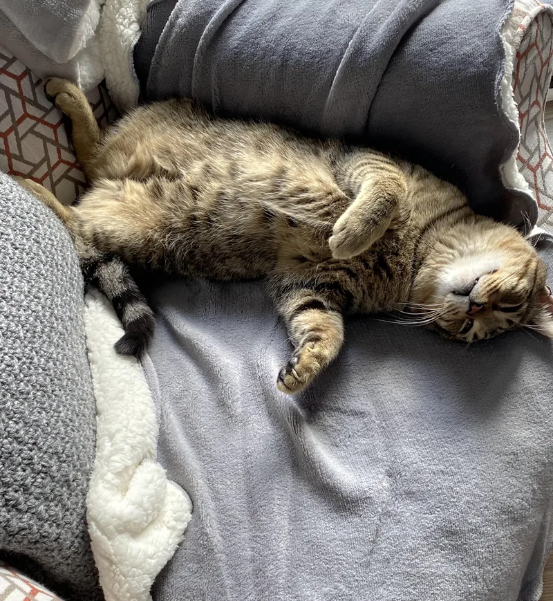 Tatum  Purrfect Velcro thumbnail 2