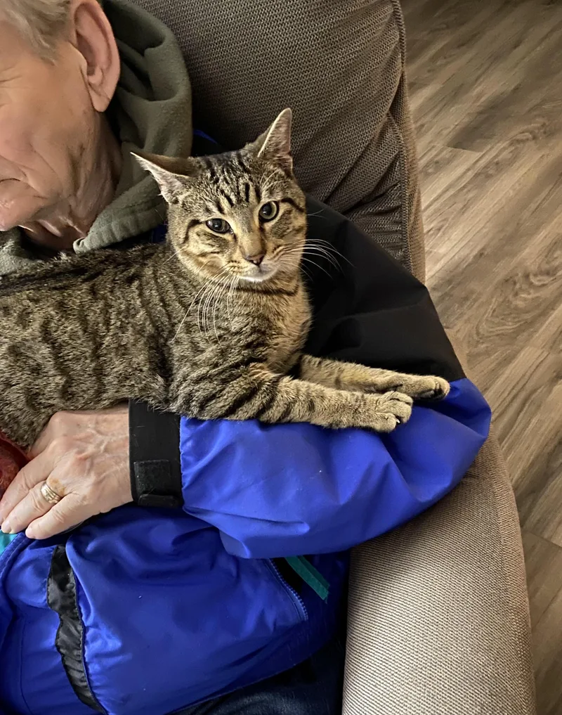 Tatum  Purrfect Velcro thumbnail 4