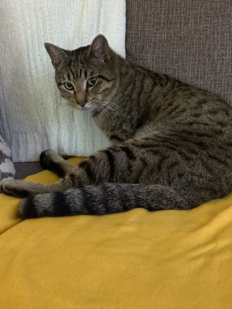 Tatum  Purrfect Velcro thumbnail 5