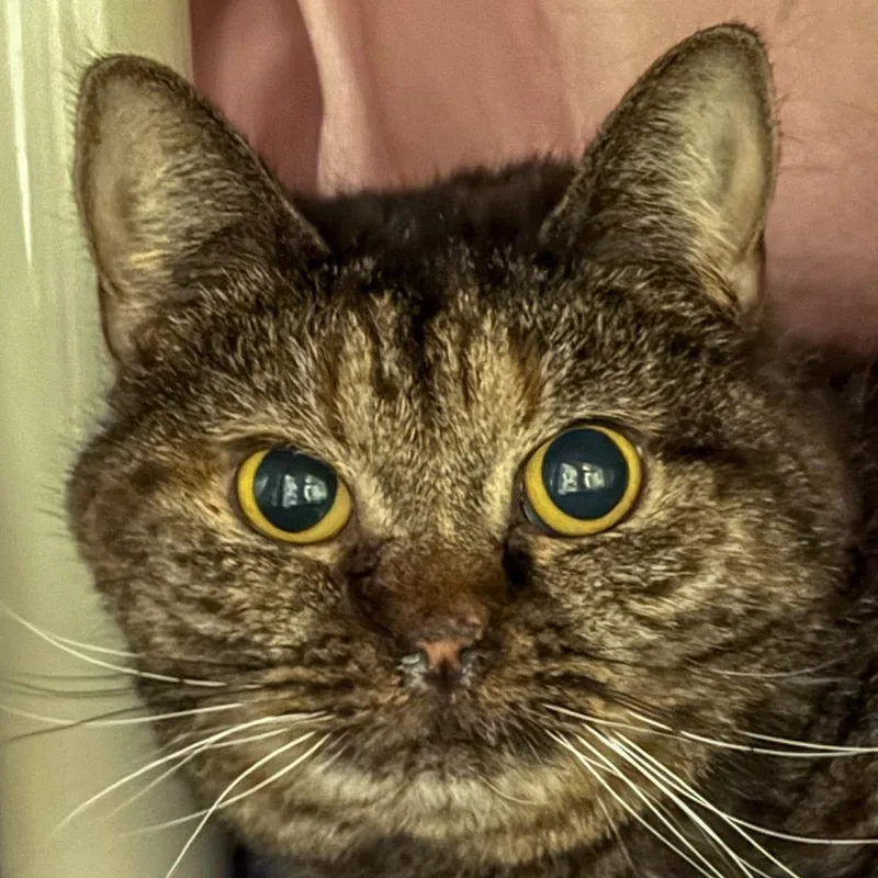 Merida Bonded W Tiana