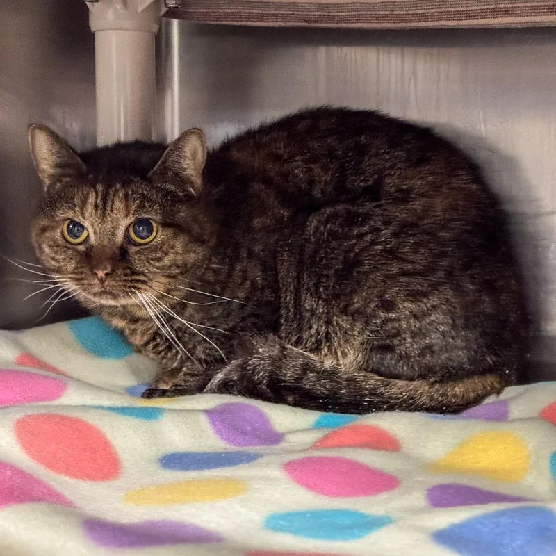 Merida Bonded W Tiana thumbnail 3