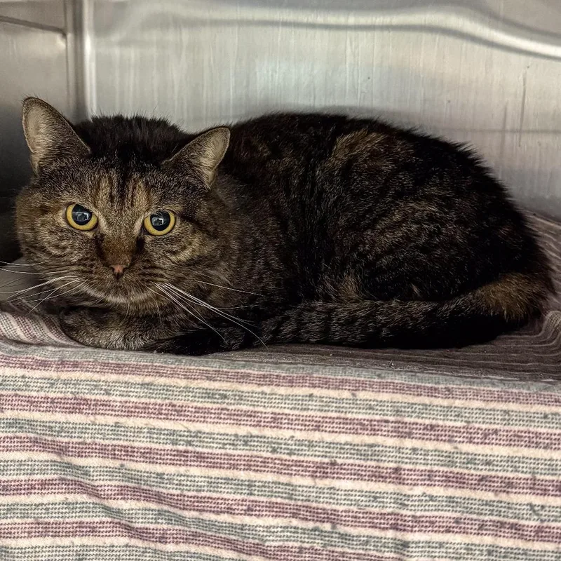 Merida Bonded W Tiana thumbnail 4