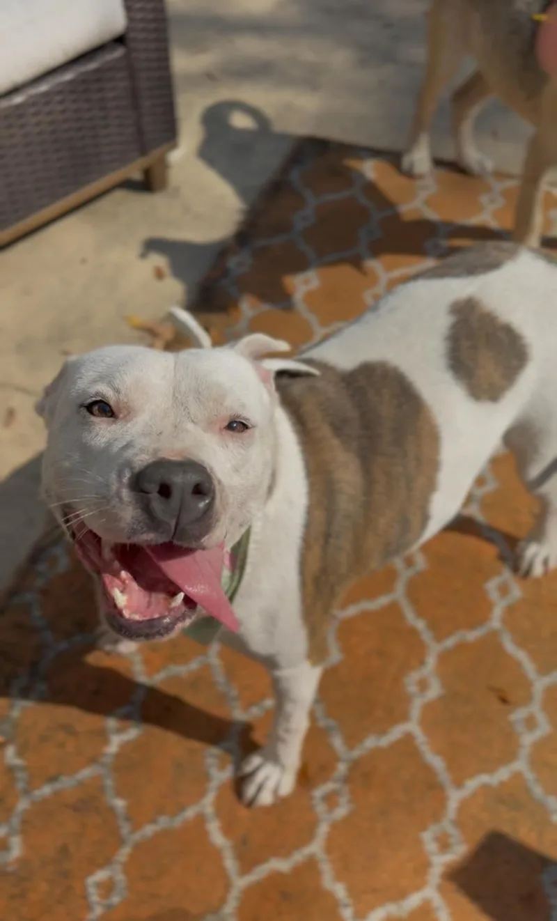 Cookie Monster thumbnail 2