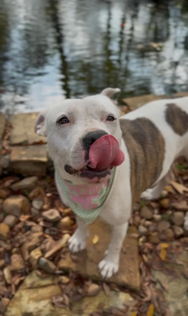 Cookie Monster thumbnail 3