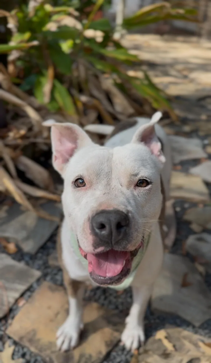 Cookie Monster thumbnail 4