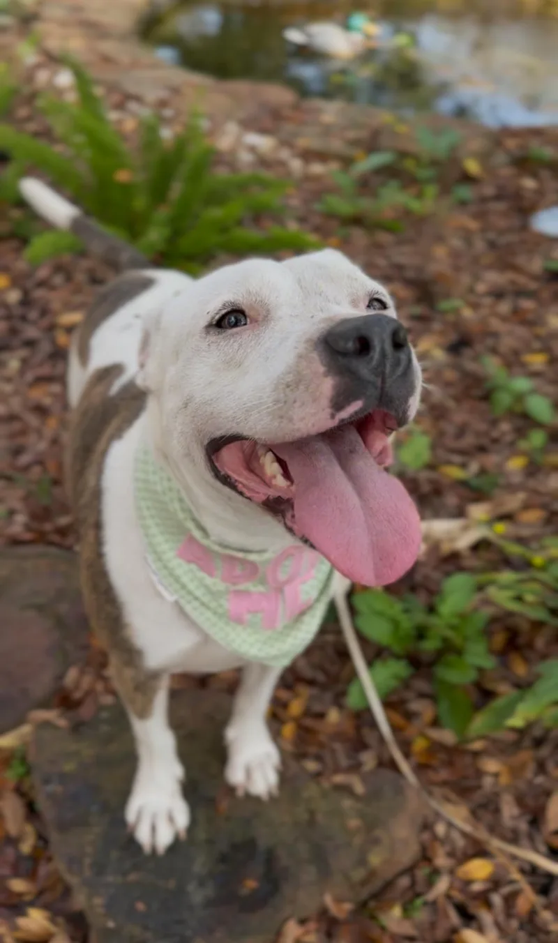 Cookie Monster thumbnail 5