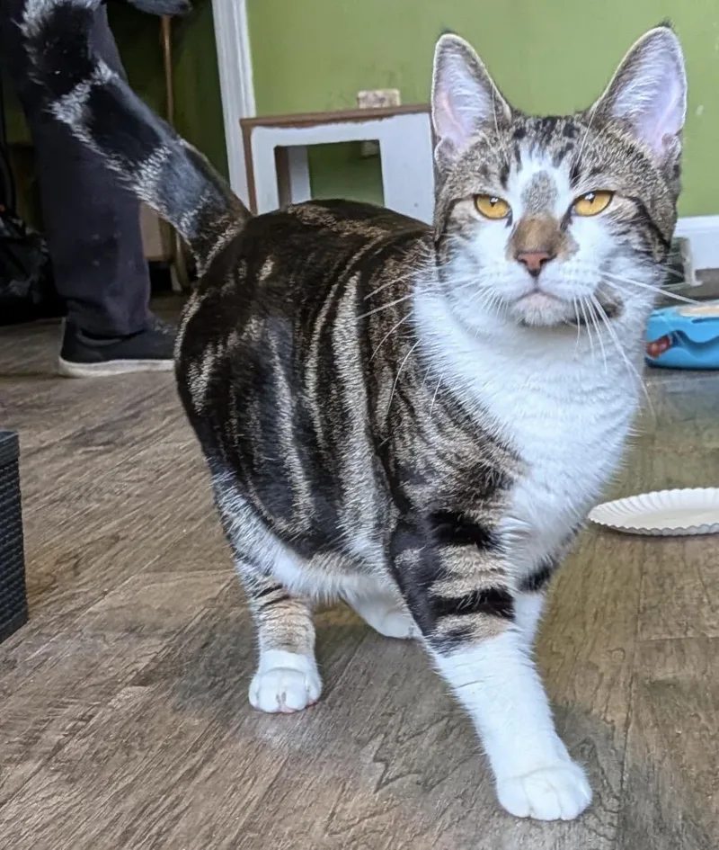 Princess thumbnail 2