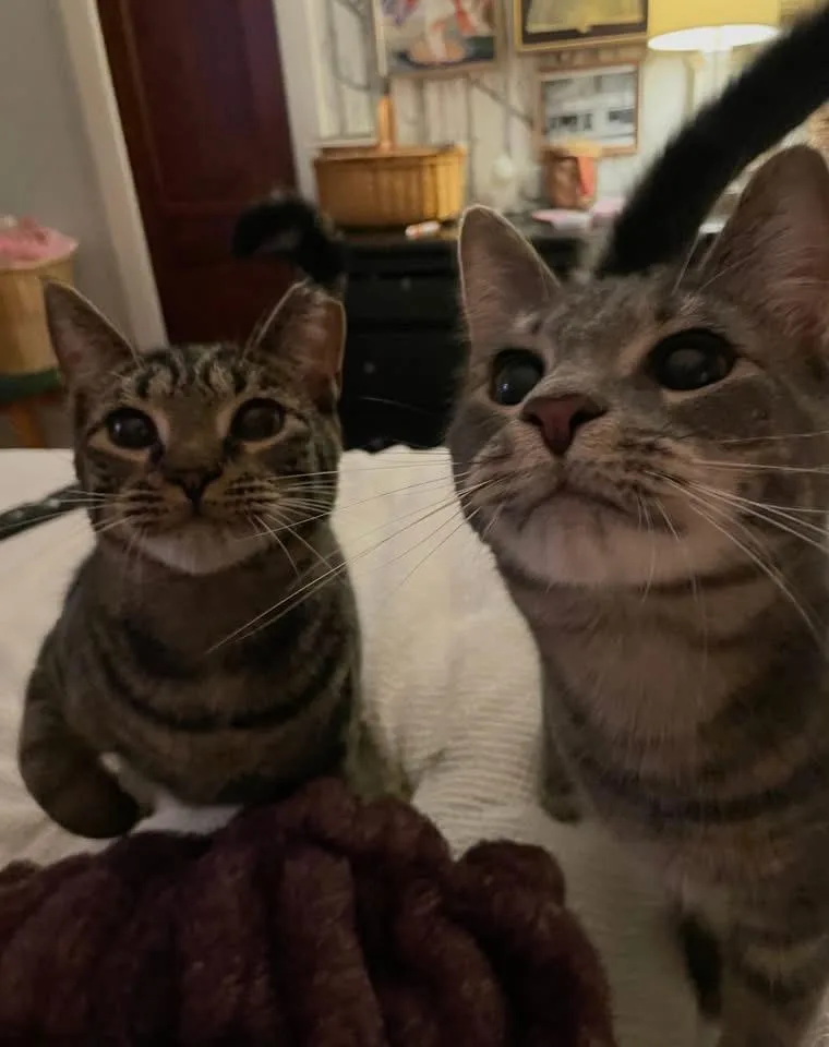 Bonded Brothers Mitch And thumbnail 5