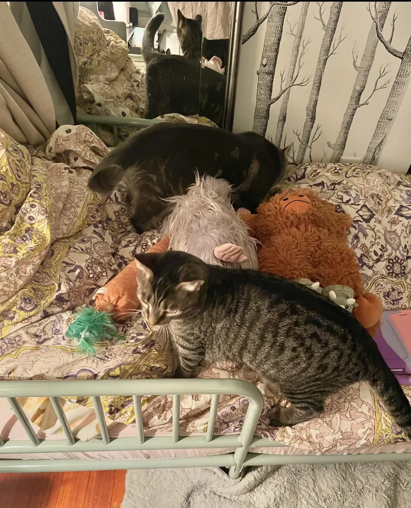 Bonded Brothers Mitch And thumbnail 6