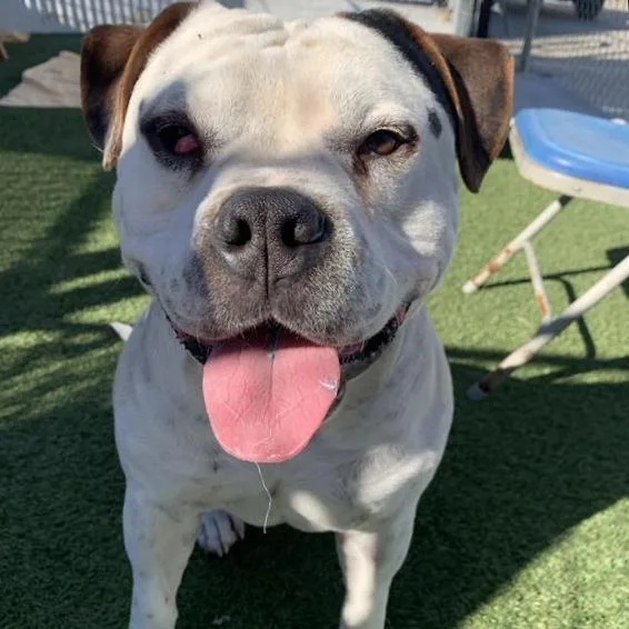 Bautista thumbnail 2