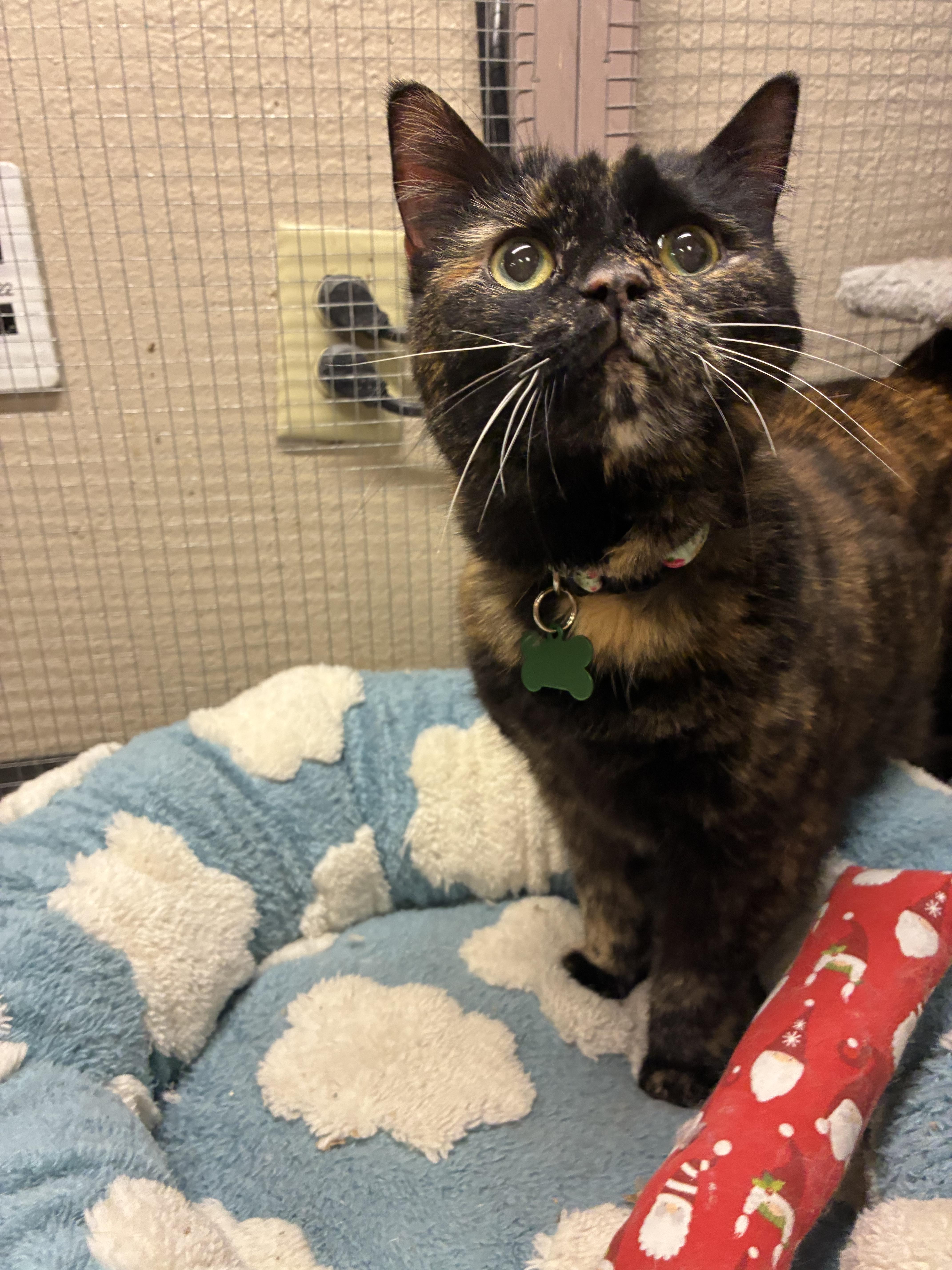 Samoa Lou thumbnail 2