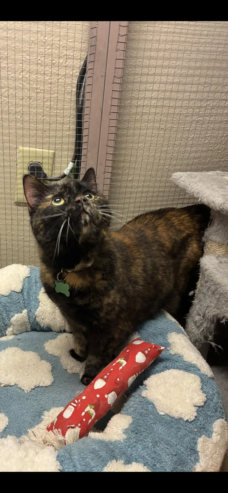 Samoa Lou thumbnail 3