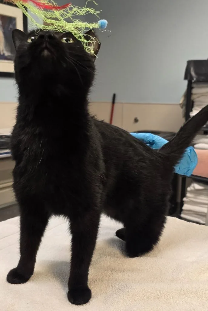 Wednesday thumbnail 3