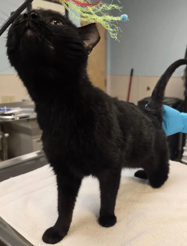 Wednesday thumbnail 4