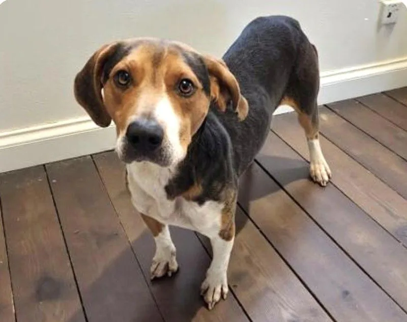 Copper Ix thumbnail 2