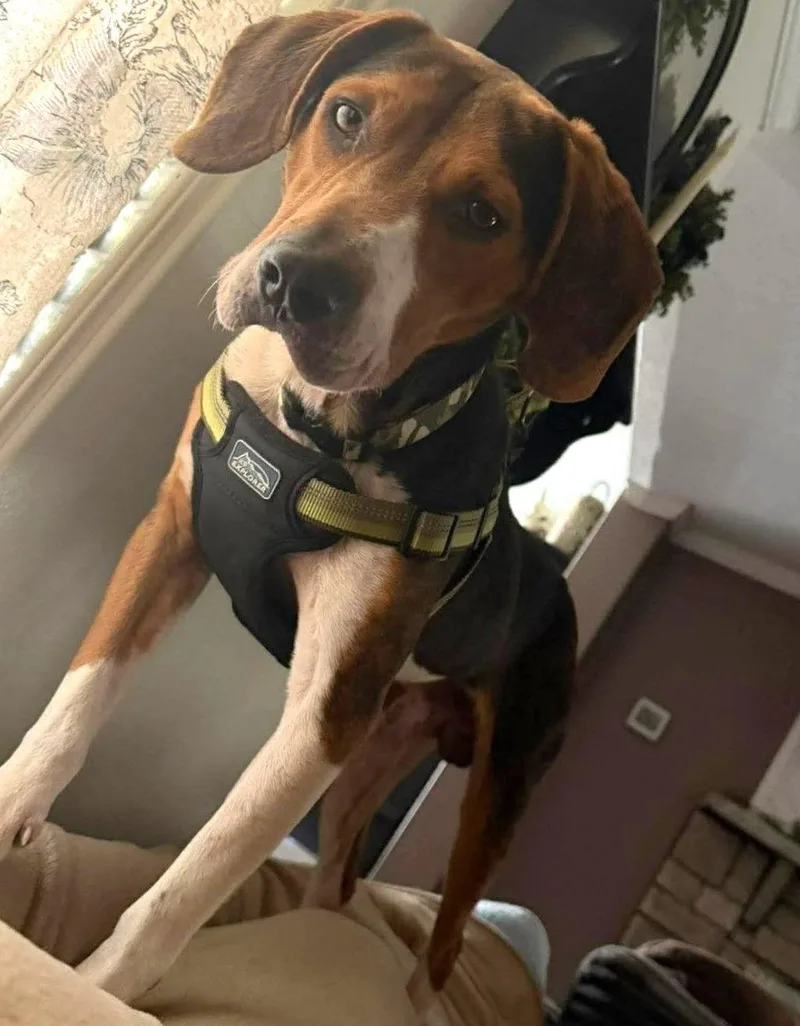 Copper Ix thumbnail 3