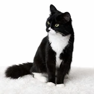A young medium-sized female Black & White / Tuxedo Tuxedo cat named Foxy Tail for adoption in Blaine, MN