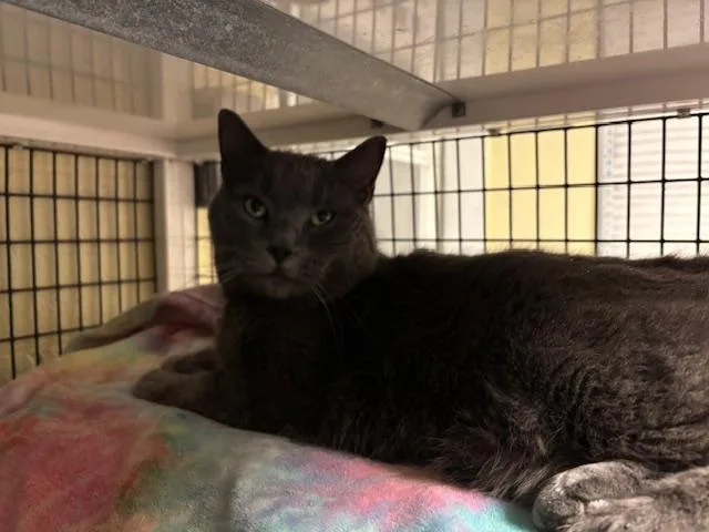 Blizzard thumbnail 2