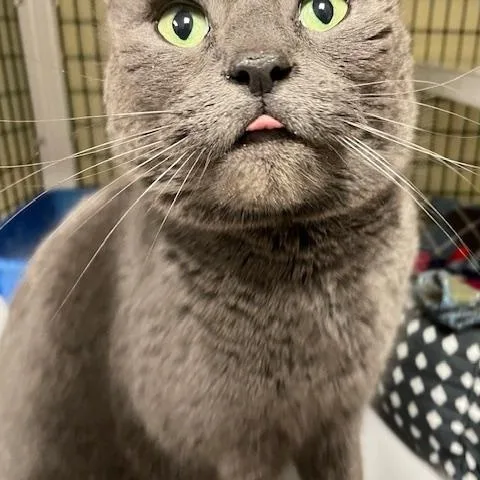 Blizzard thumbnail 3