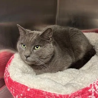 Blizzard thumbnail 4