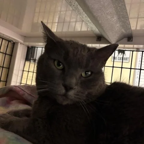 Blizzard thumbnail 5