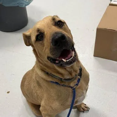 A senior large-sized male Yellow / Tan / Blond / Fawn Mixed Breed dog named Brutus for adoption in Jeffersonville, IN