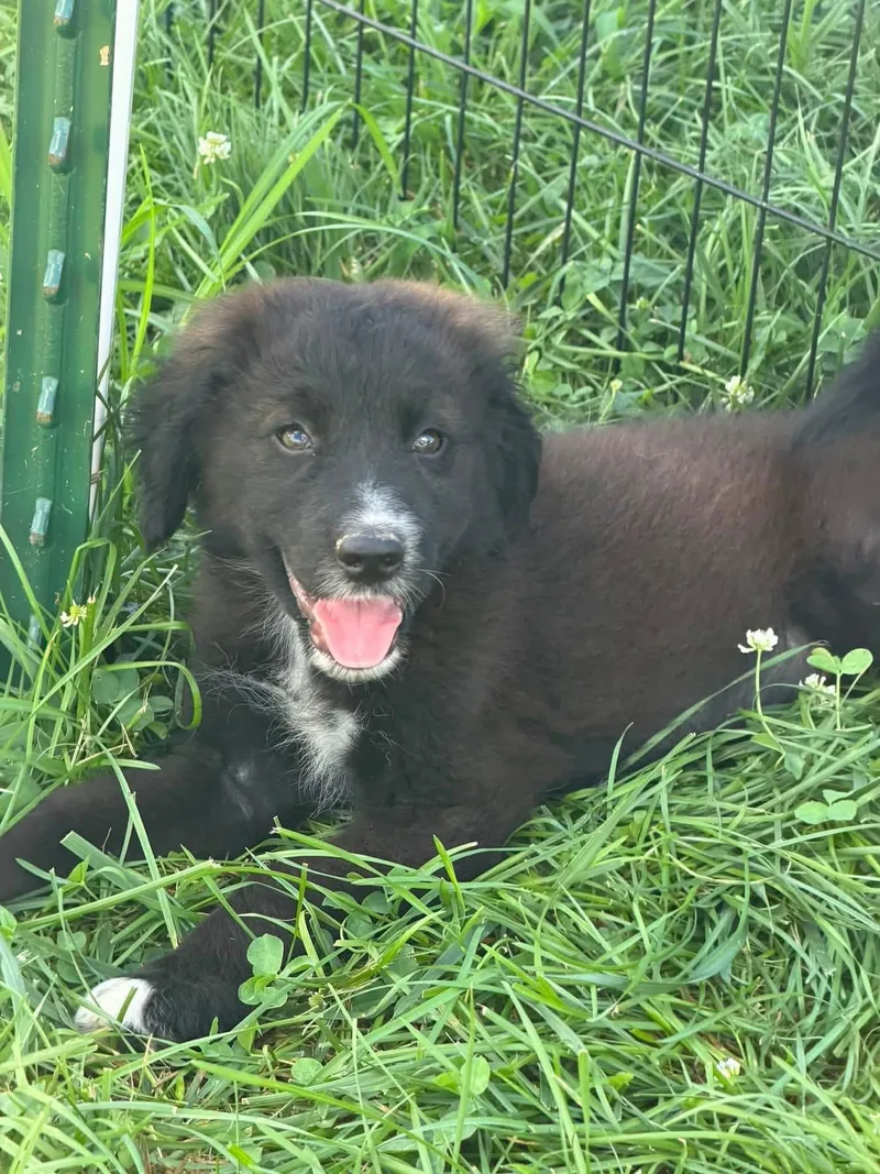 A baby medium-sized male Goldendoodle dog named Austen for adoption in Lexington, KY