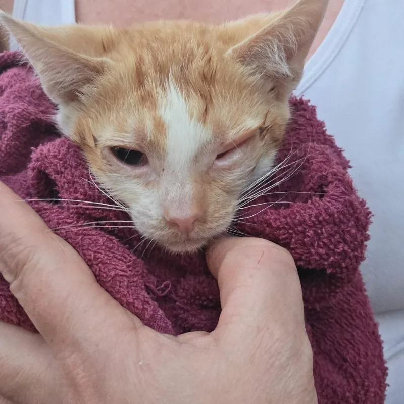 A baby small-sized male White Domestic Short Hair cat named Tango for adoption in Othello, WA