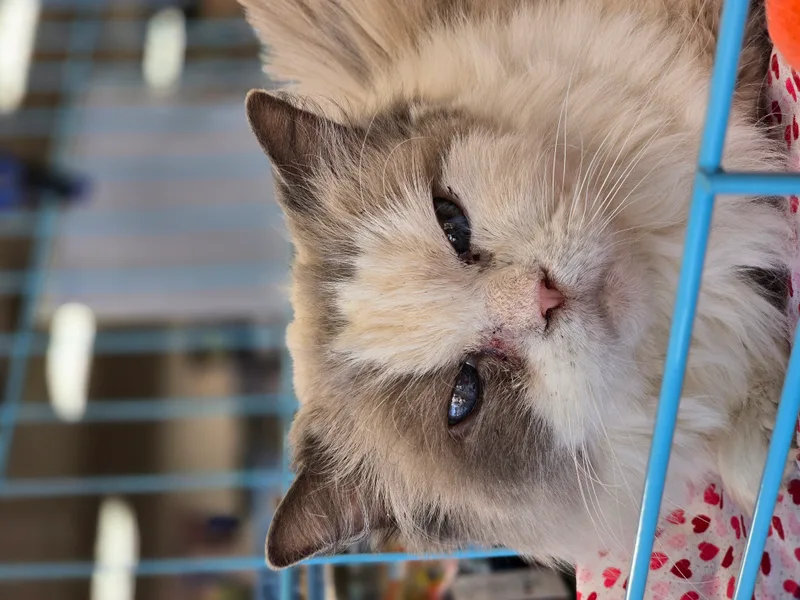 Miss Molly thumbnail 2