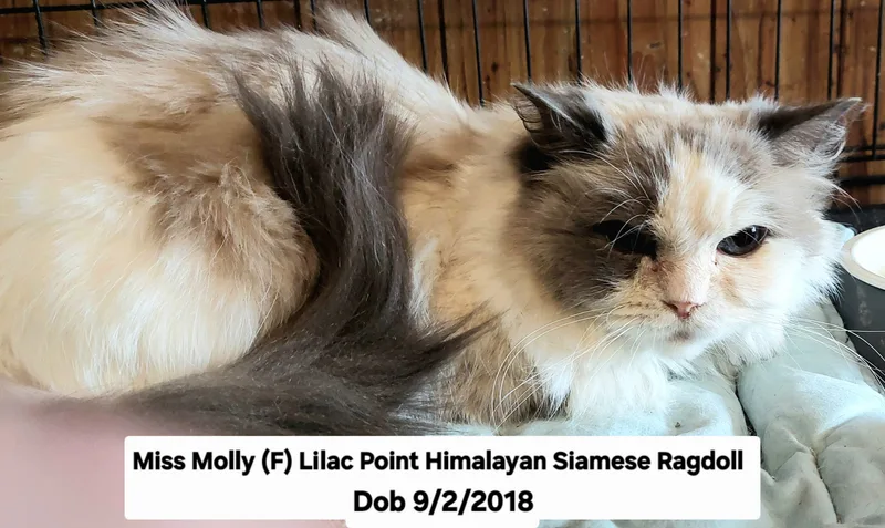 Miss Molly thumbnail 8