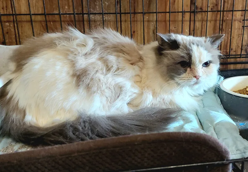 Miss Molly thumbnail 4