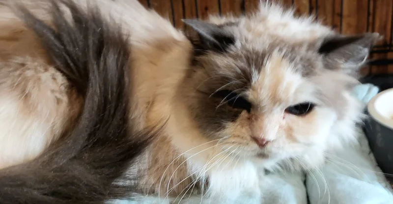 Miss Molly thumbnail 6