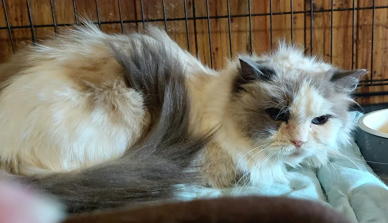 Miss Molly thumbnail 5