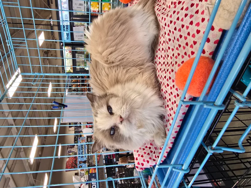 Miss Molly thumbnail 3