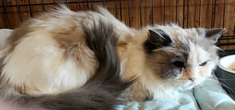 Miss Molly thumbnail 7