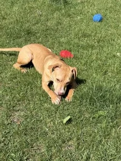 A young medium-sized male Fawn Mixed Breed dog named Prince for adoption in Standish, MI
