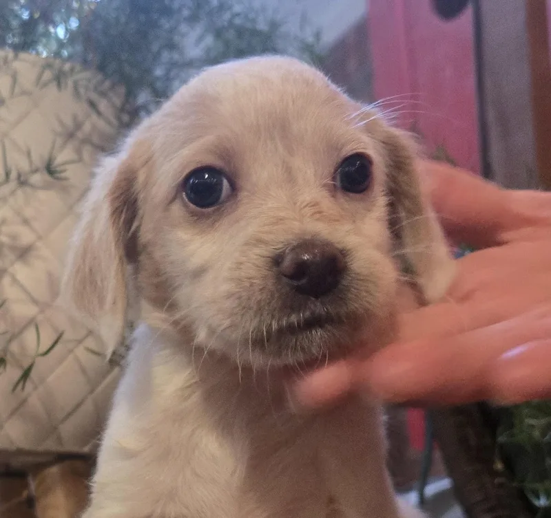 A baby medium-sized female Labradoodle dog named Swift for adoption in Cumming, GA