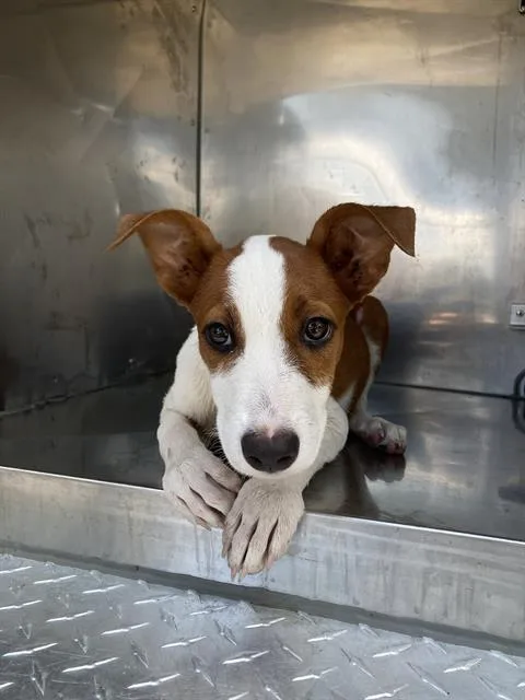 A baby large-sized female Mixed Breed dog named Nugget for adoption in Dallas, TX