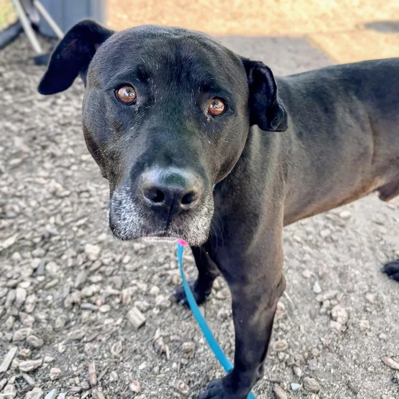 An adult large-sized male Pit Bull Terrier dog named Horton for adoption in Oakland, CA