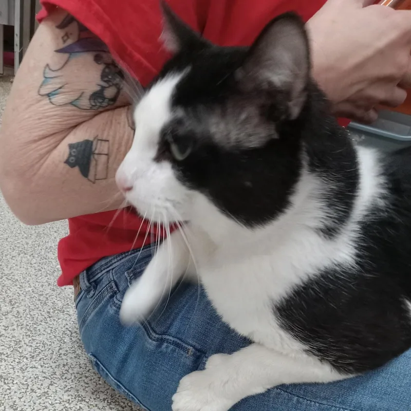 An adult medium-sized male Black & White / Tuxedo Domestic Short Hair cat named Jesse for adoption in Elyria, OH