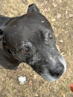 A senior large-sized unknown Black Mixed Breed dog named Mack for adoption in Standish, MI